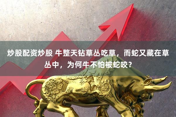 炒股配资炒股 牛整天钻草丛吃草，而蛇又藏在草丛中，为何牛不怕被蛇咬？